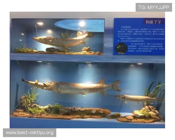 博鱼网页登陆常见问题及解决技巧，帮助新手玩家快速上手游戏体验